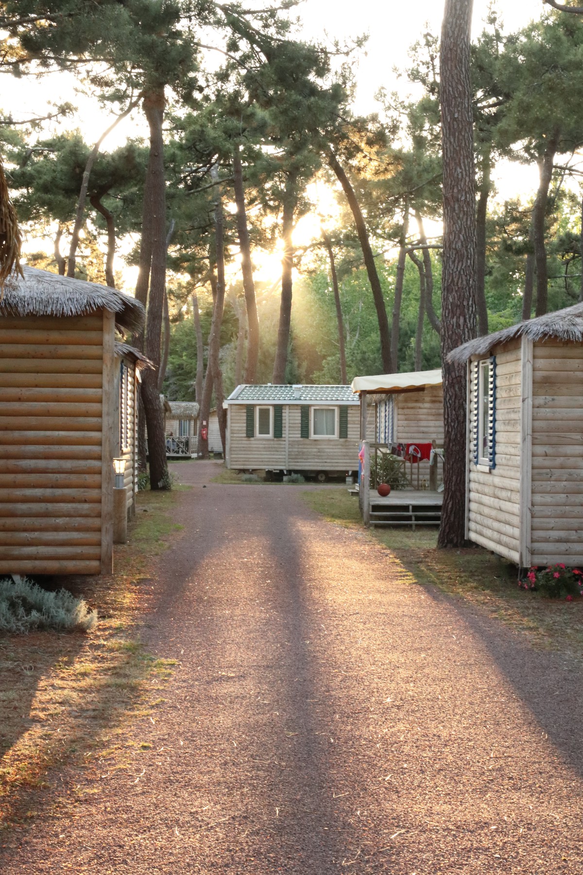 Mobile homes in the forest with sunlight shining through