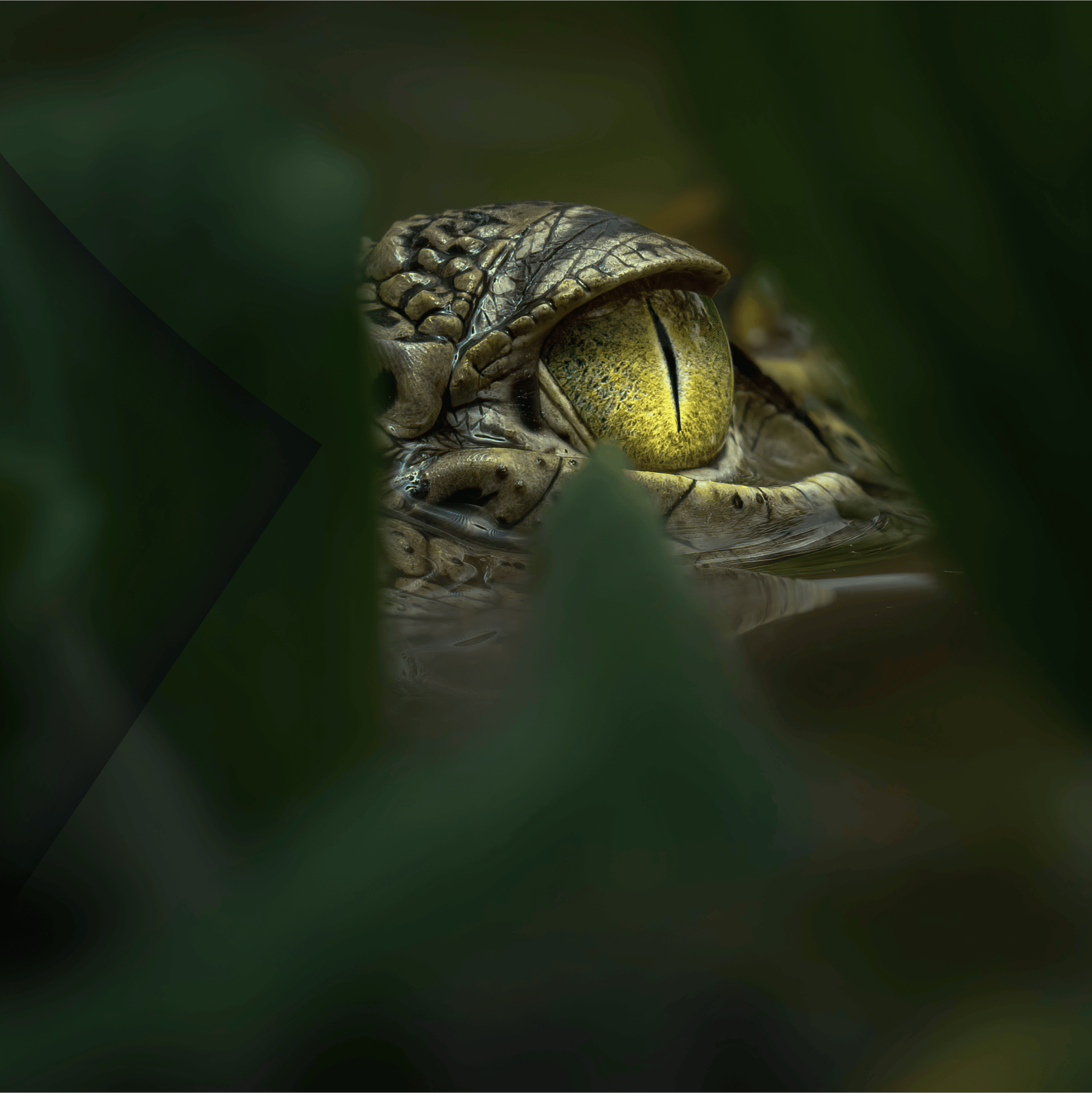 Alligator eye