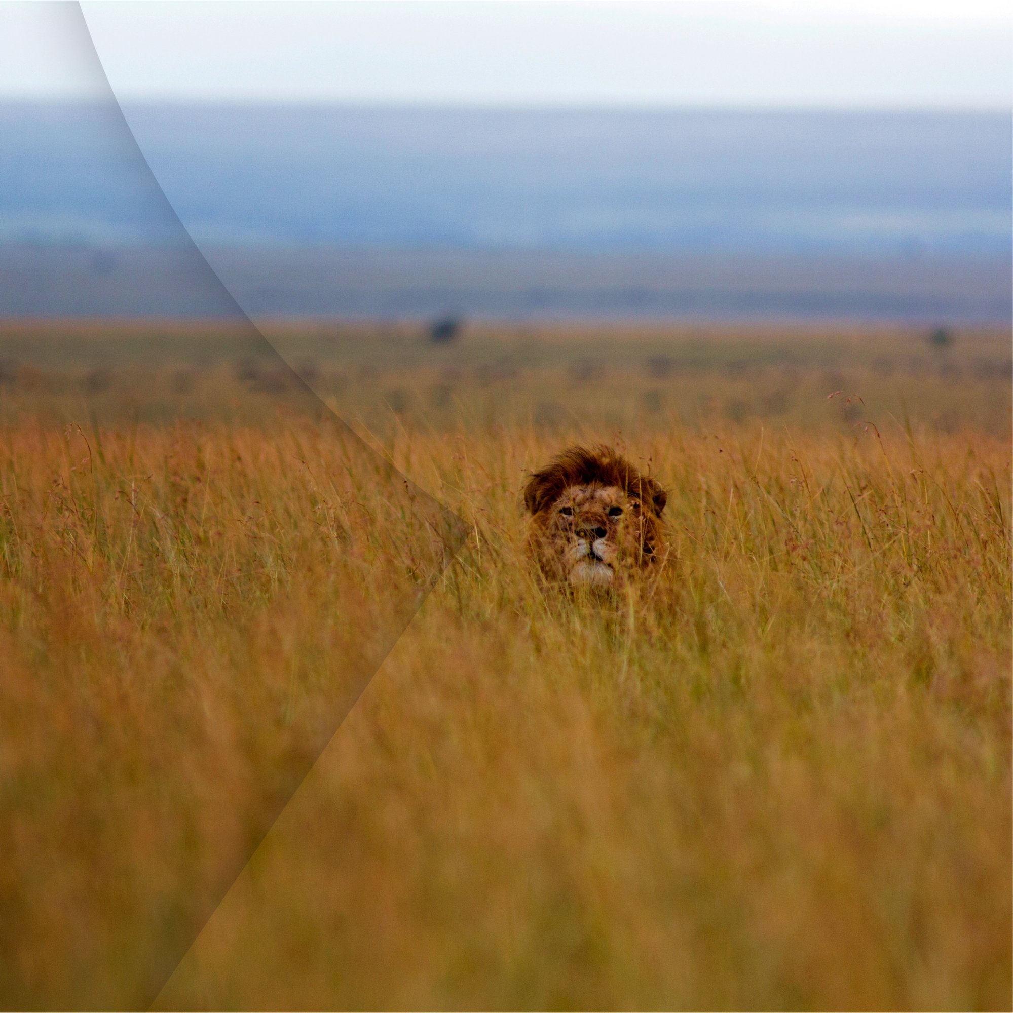 A lion in the savannah