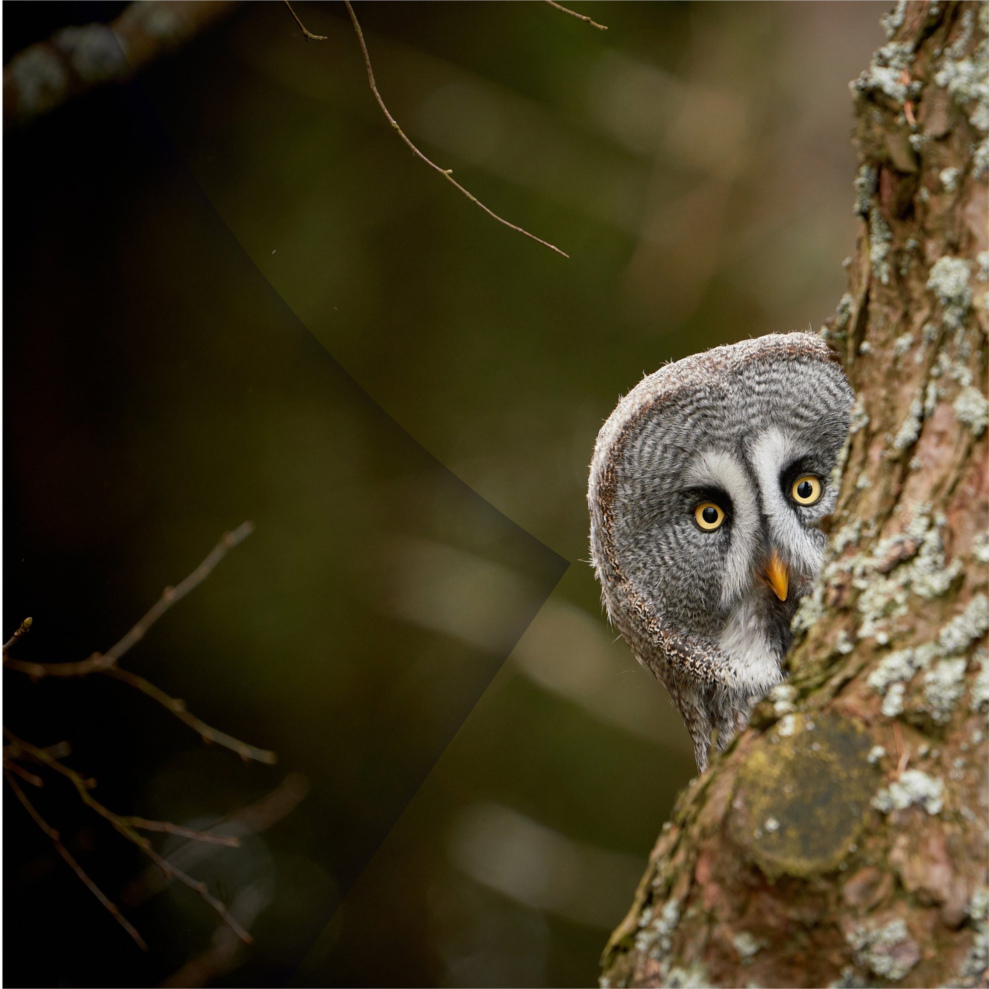 Owl behind a tree
