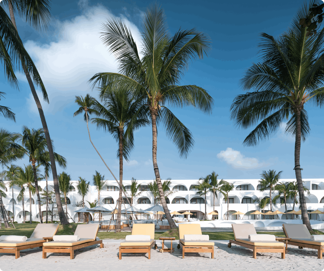 Row of deck chairs in front of palm trees