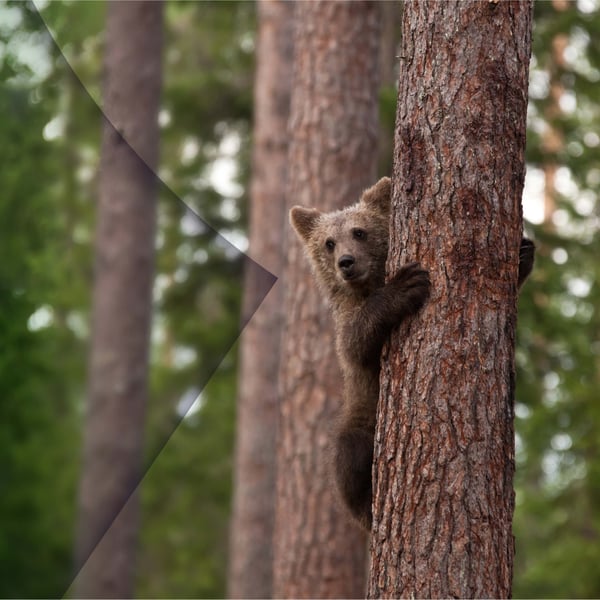An image of a bear in a tree