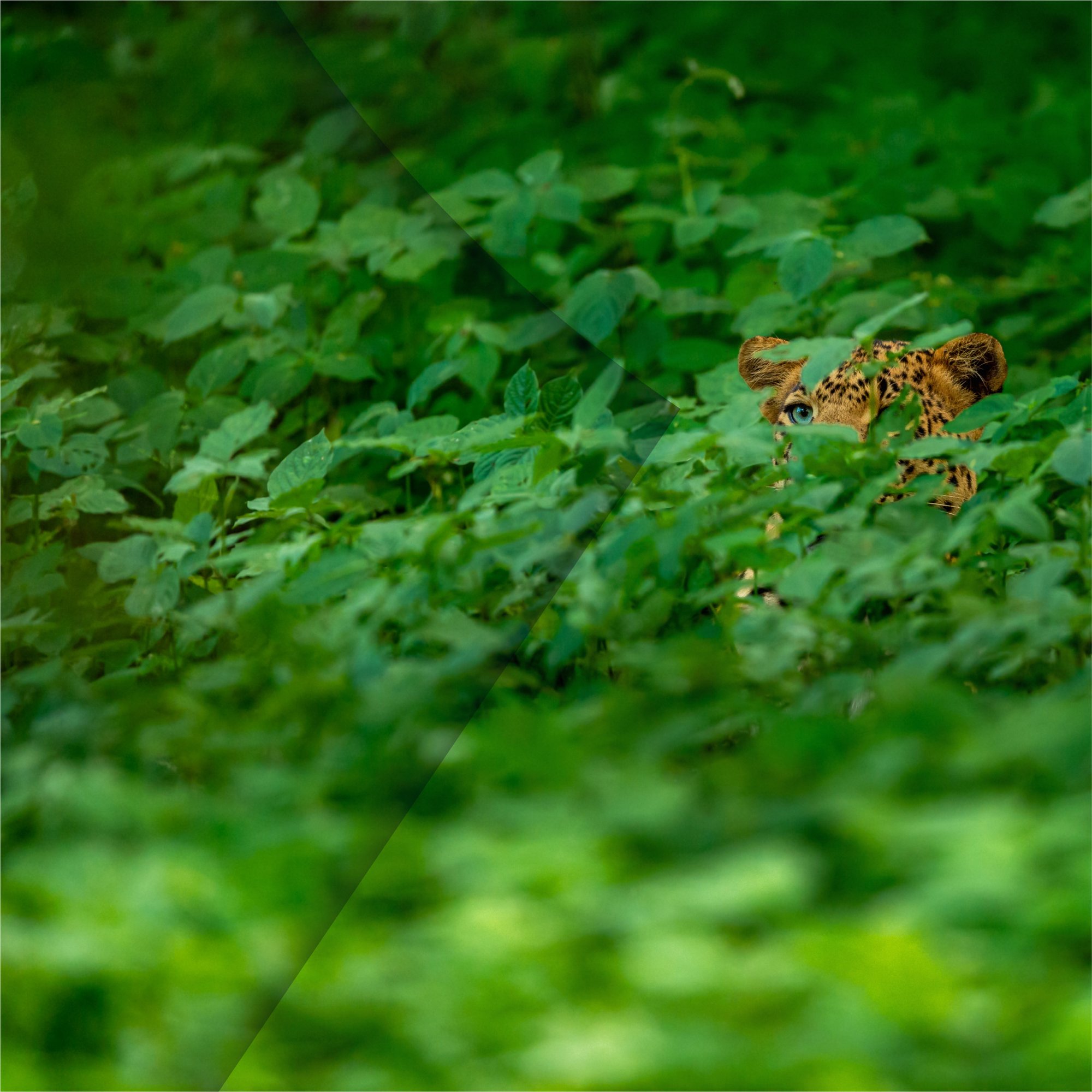 Tiger in the bushes