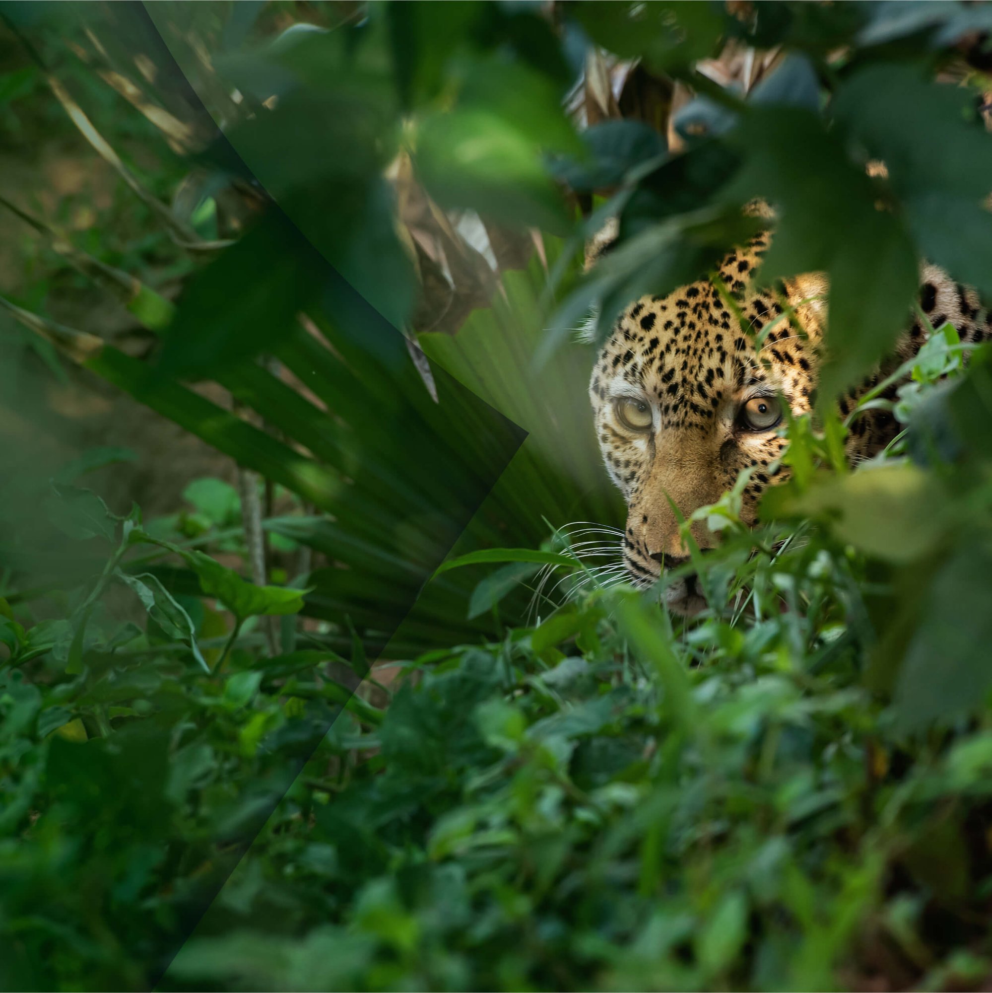 leopard low hidden in the foliage