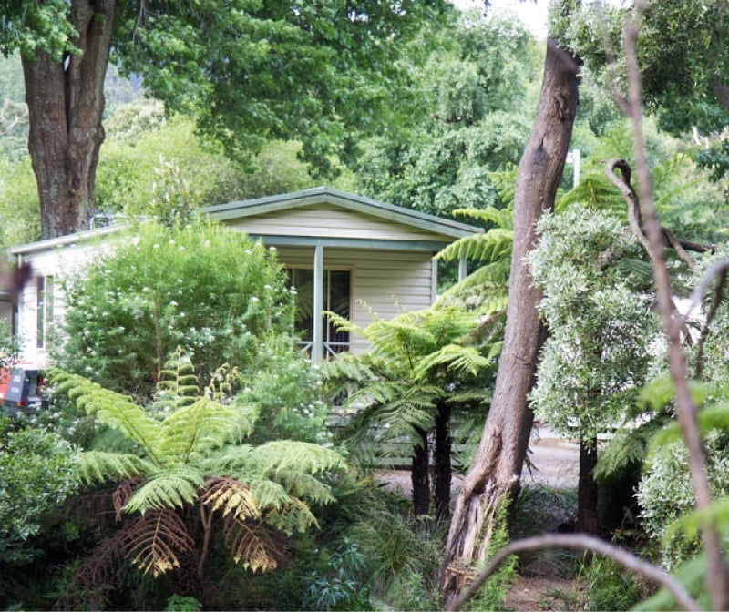 A cabin surrounded by dense ferns and trees at Warburton Holiday Park, showcasing its natural bushland setting.